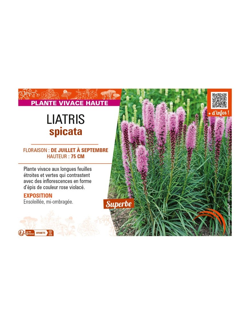 LIATRIS spicata (rose)