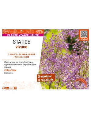 LIMONIUM latifolium voir STATICE vivace