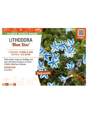 LITHODORA (diffusa) Blue Star