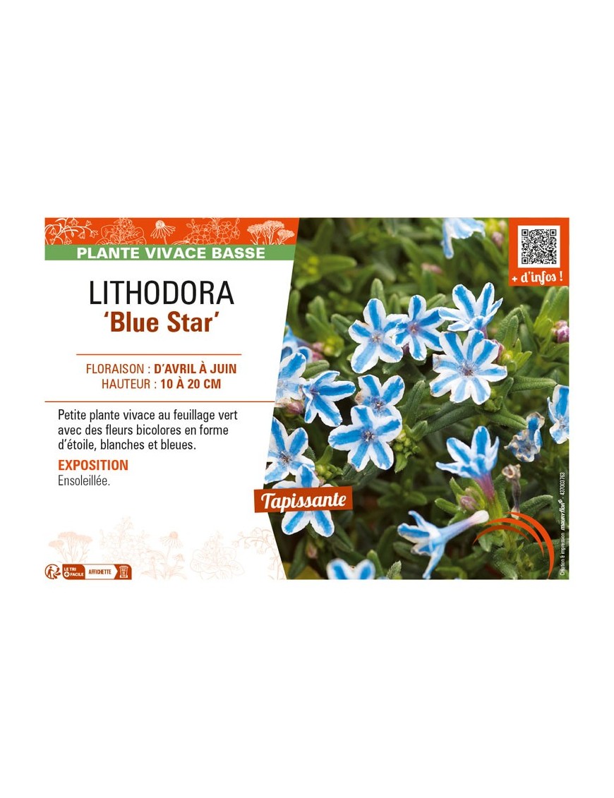 LITHODORA (diffusa) Blue Star