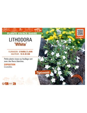 LITHODORA (diffusa) White
