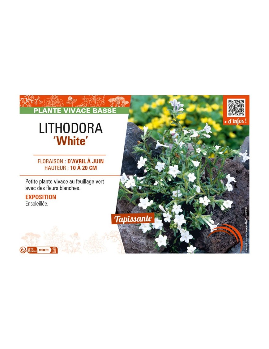 LITHODORA (diffusa) White
