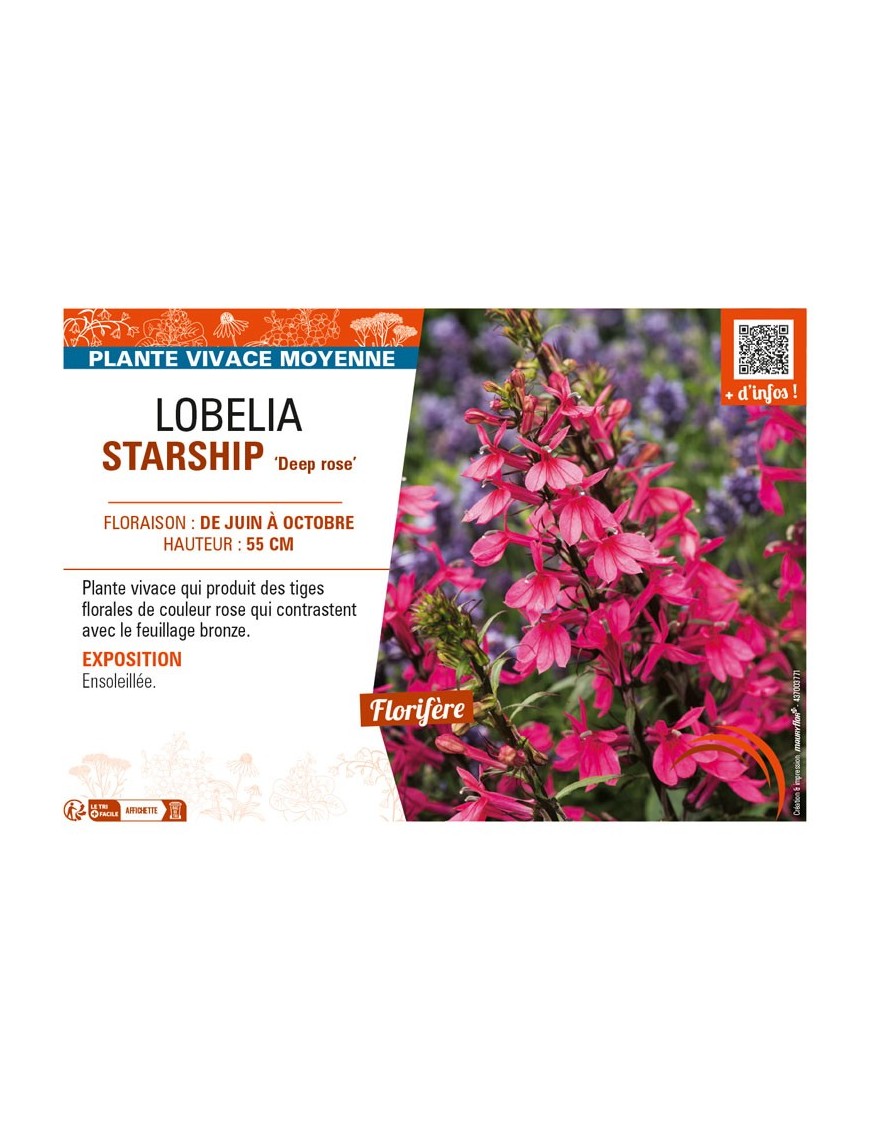 LOBELIA (x speciosa) STARSHIP Deep rose