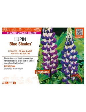 LUPINUS (polyphyllus lupini) Blue Shades