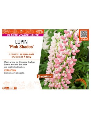LUPINUS (polyphyllus lupini) Pink Shades