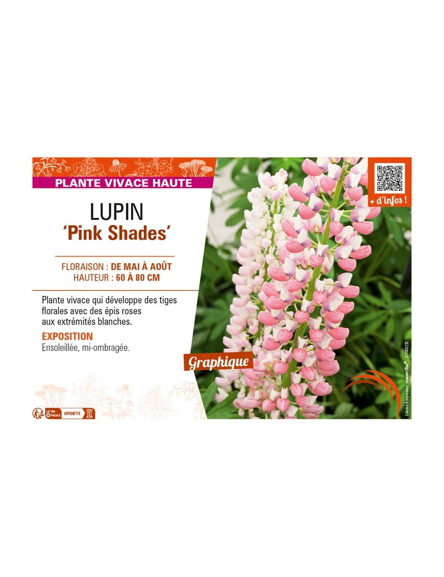 LUPINUS (polyphyllus lupini) Pink Shades