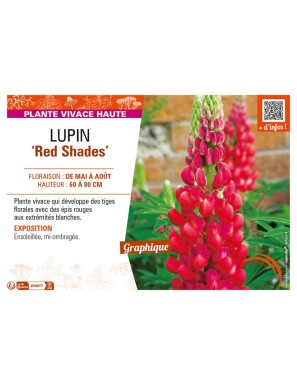 LUPINUS (polyphyllus lupini) Red Shades
