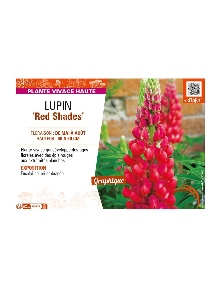 LUPINUS (polyphyllus lupini) Red Shades