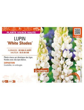 LUPINUS (polyphyllus lupini) White Shades