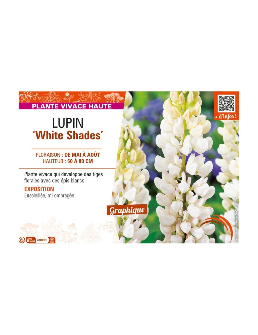 LUPINUS (polyphyllus lupini) White Shades