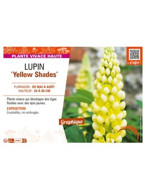 LUPINUS (polyphyllus lupini) Yellow Shades