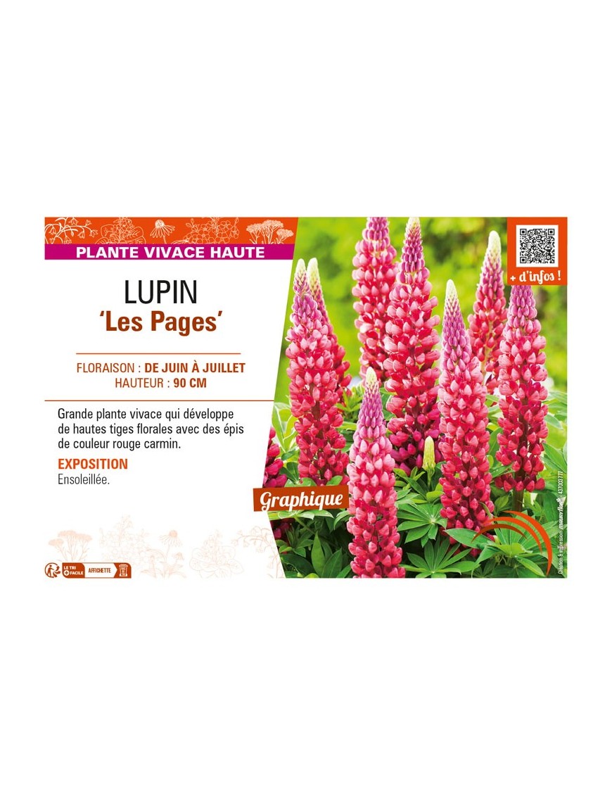 LUPINUS (polyphyllus) Les Pages