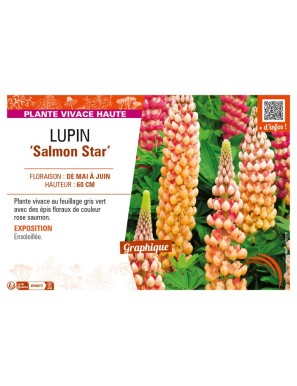 LUPINUS (polyphyllus) Salmon Star