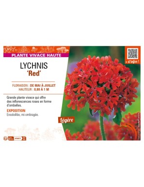LYCHNIS (chalcedonica) Red