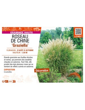 MISCANTHUS sinensis Graziella voir ROSEAU DE CHINE