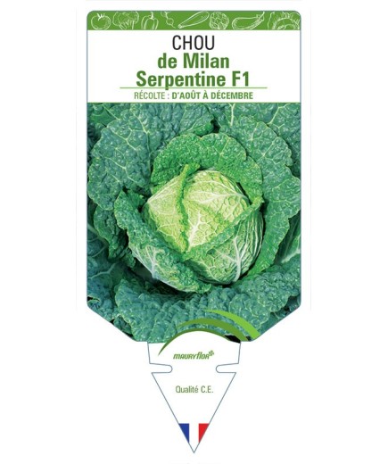 CHOU DE MILAN SERPENTINE F1