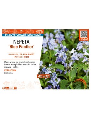 NEPETA (subsessilis) Blue Panther