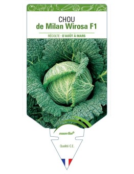 CHOU DE MILAN WIROSA F1