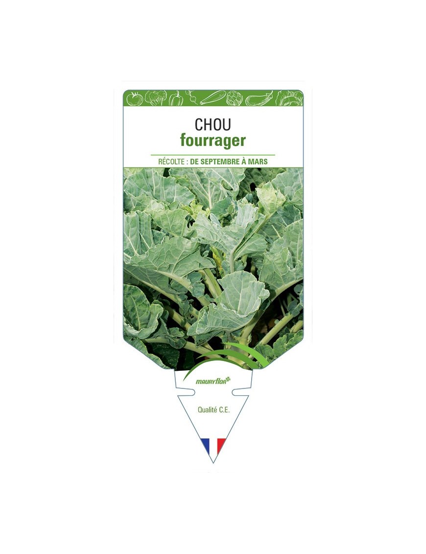 CHOU FOURRAGER
