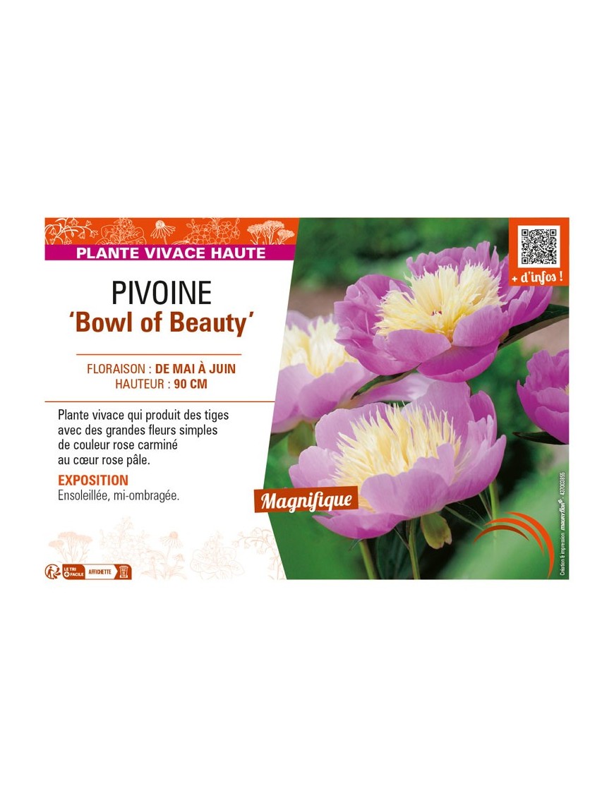 PAEONIA lactiflora Bowl of Beauty voir PIVOINE