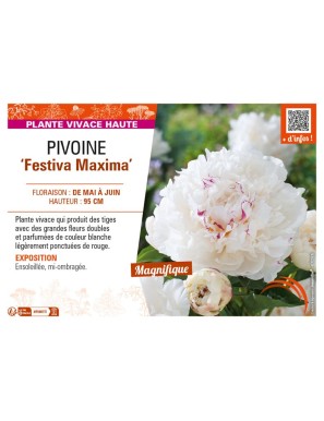 PAEONIA lactiflora Festiva Maxima voir PIVOINE