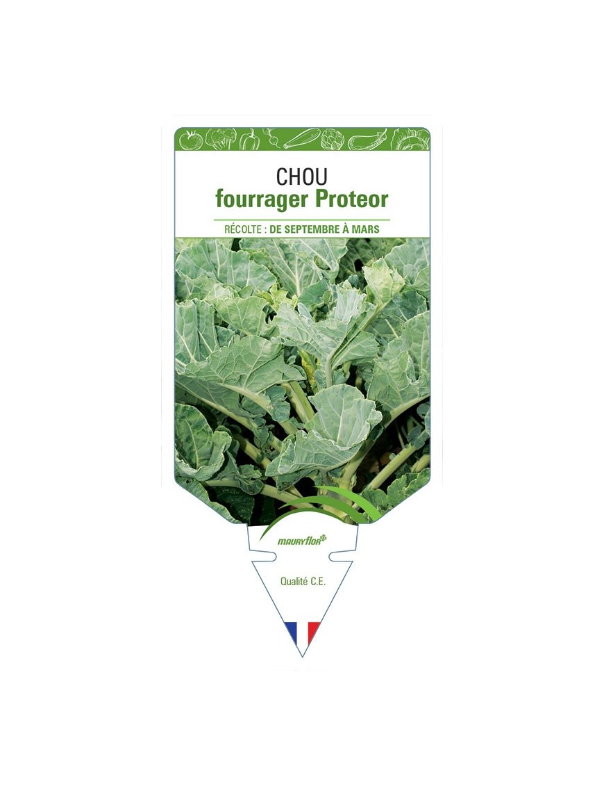 CHOU FOURRAGER PROTEOR