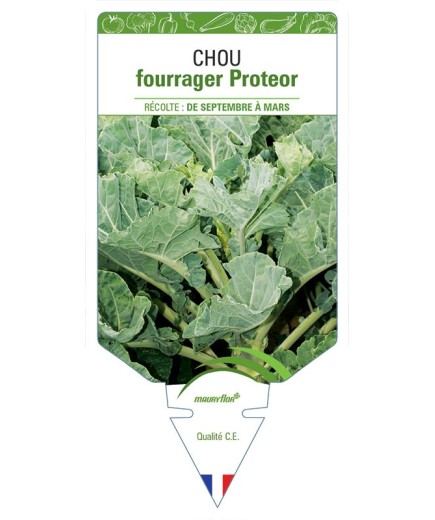 CHOU FOURRAGER PROTEOR