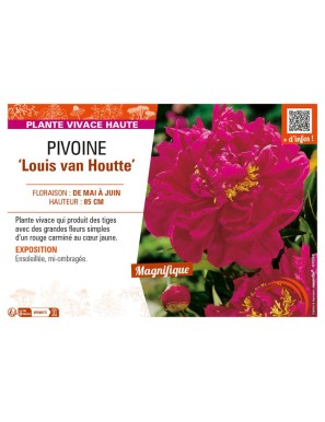PAEONIA lactiflora Louis van Houtte voir PIVOINE