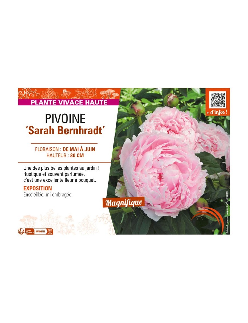 PAEONIA lactiflora Sarah Bernhardt voir PIVOINE