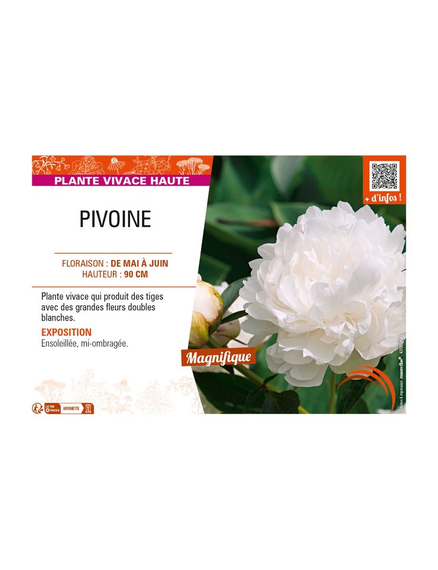 PAEONIA lactiflora voir PIVOINE (double blanc)