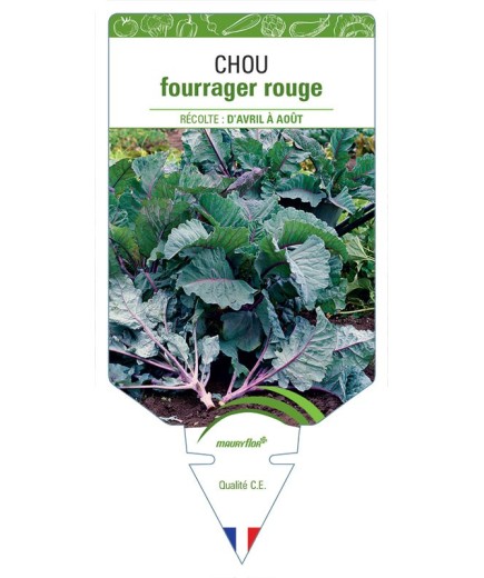 CHOU FOURRAGER ROUGE