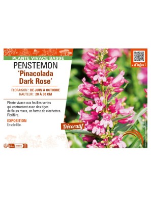 PENSTEMON (barbatus) Pinacolada Dark Rose