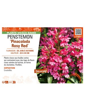 PENSTEMON (barbatus) Pinacolada Rosy Red