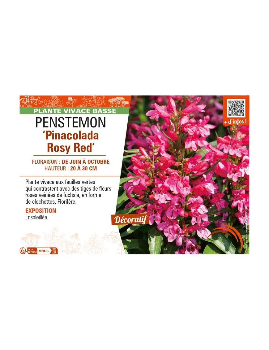 PENSTEMON (barbatus) Pinacolada Rosy Red
