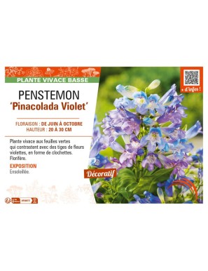 PENSTEMON (barbatus) Pinacolada Violet