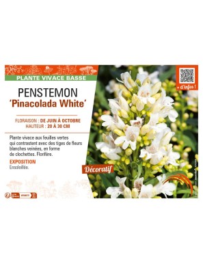 PENSTEMON (barbatus) Pinacolada white
