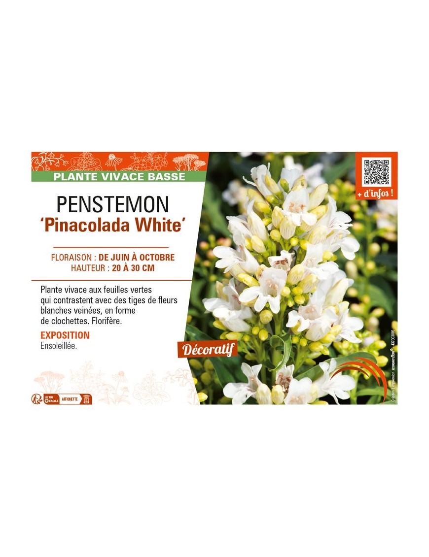 PENSTEMON (barbatus) Pinacolada white