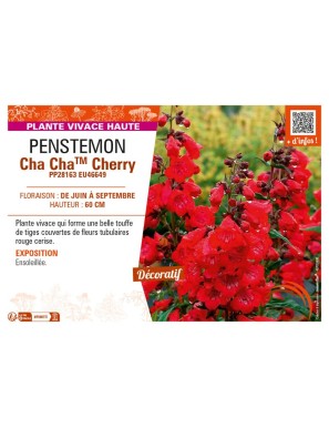 PENSTEMON (x hybrida) Cha ChaTM Cherry