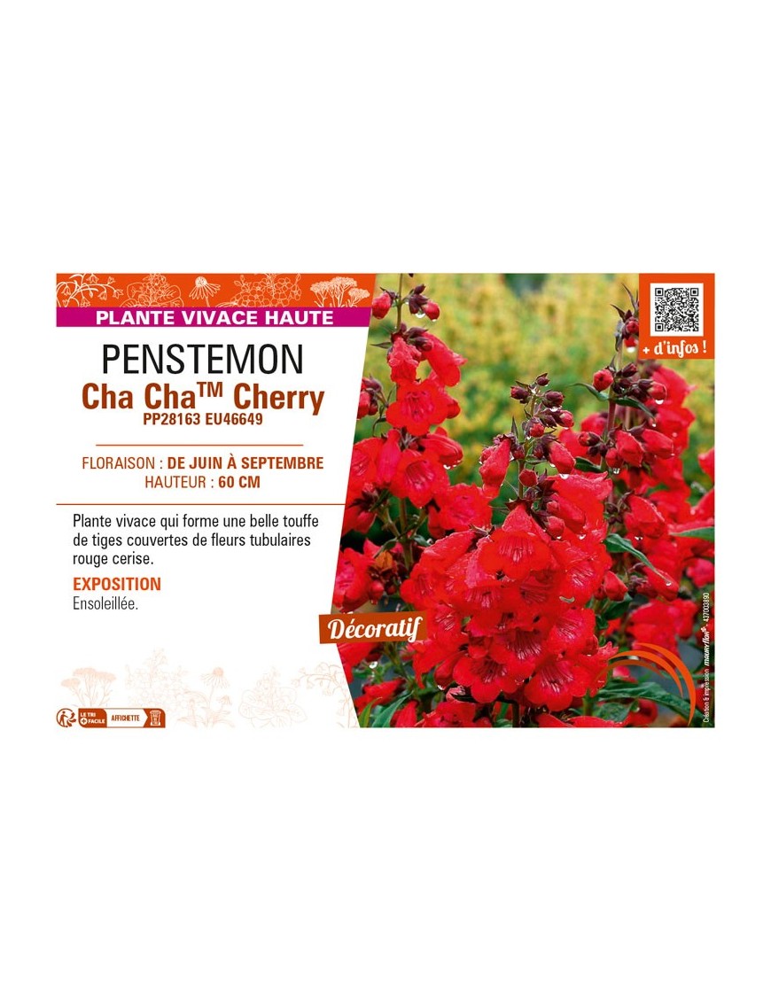 PENSTEMON (x hybrida) Cha ChaTM Cherry