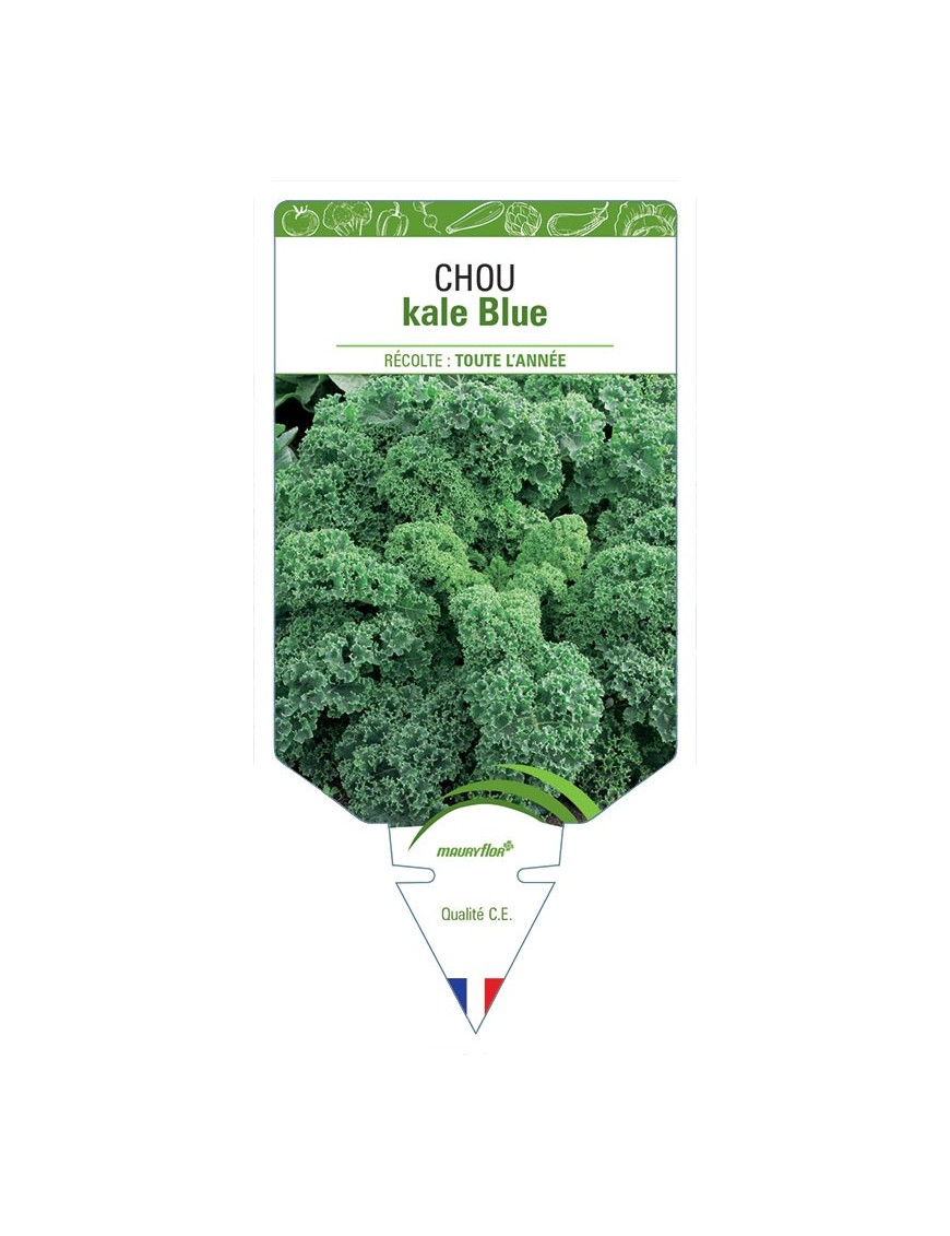 CHOU KALE BLUE