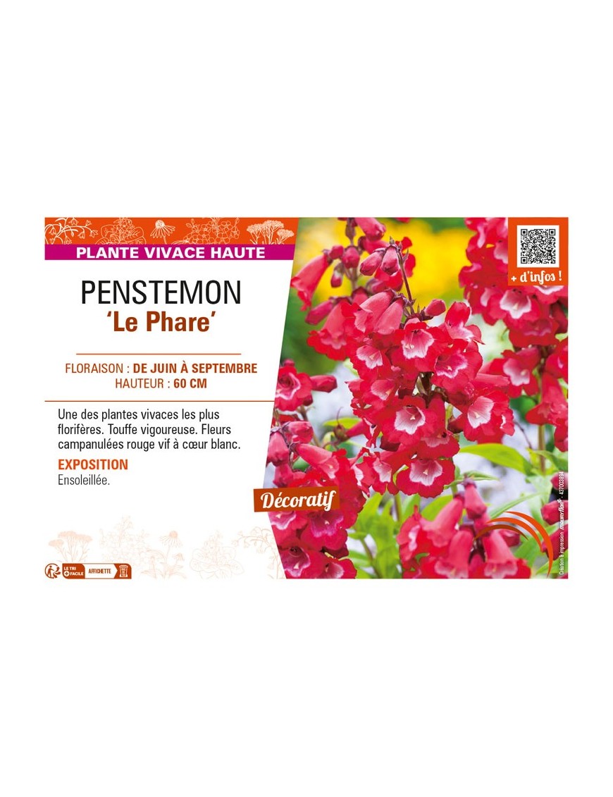 PENSTEMON (x hybrida) Le Phare