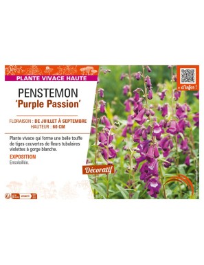 PENSTEMON (x hybrida) Purple Passion