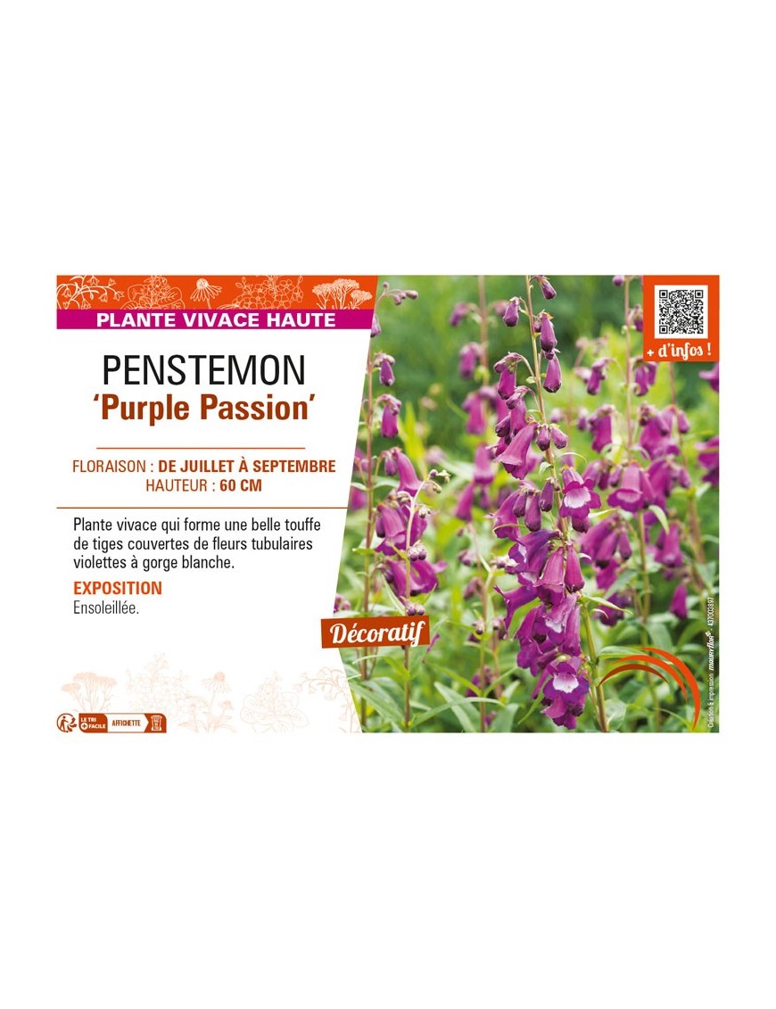 PENSTEMON (x hybrida) Purple Passion