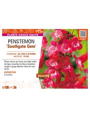 PENSTEMON (x hybrida) Southgate Gem