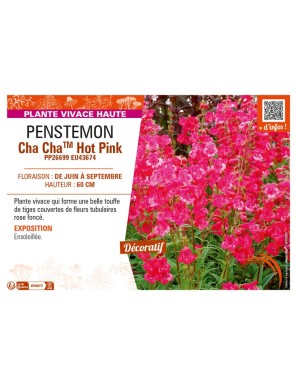 PENSTEMON Cha ChaTM Hot Pink