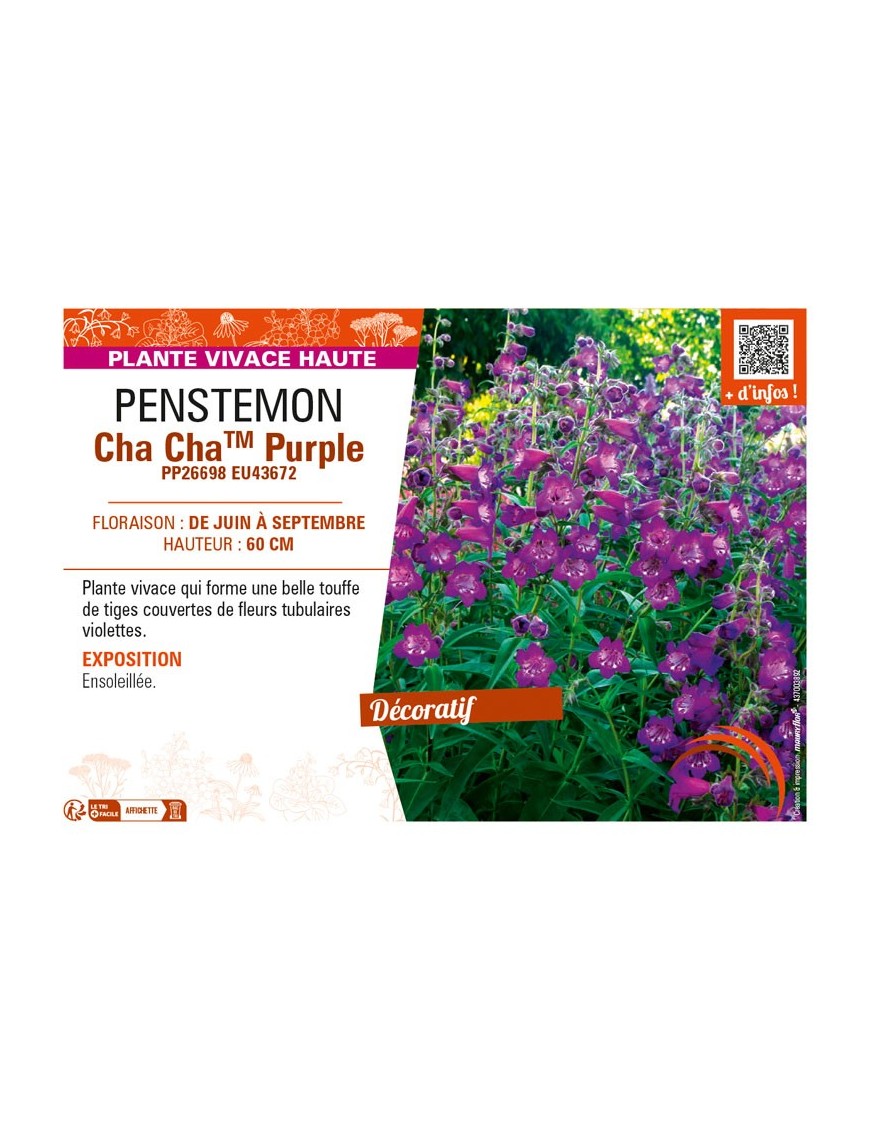 PENSTEMON Cha ChaTM Purple