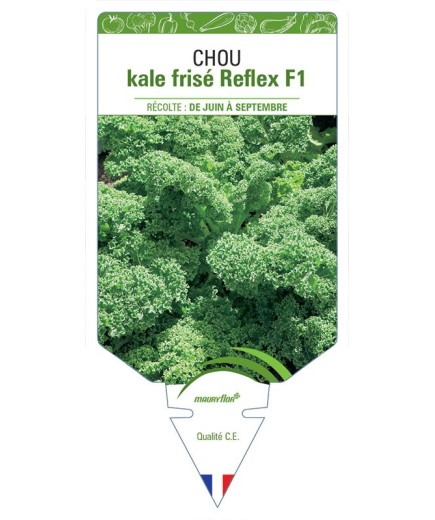 CHOU KALE FRISÉ REFLEX F1