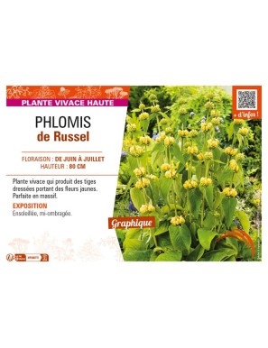 PHLOMIS (russeliana) de Russel