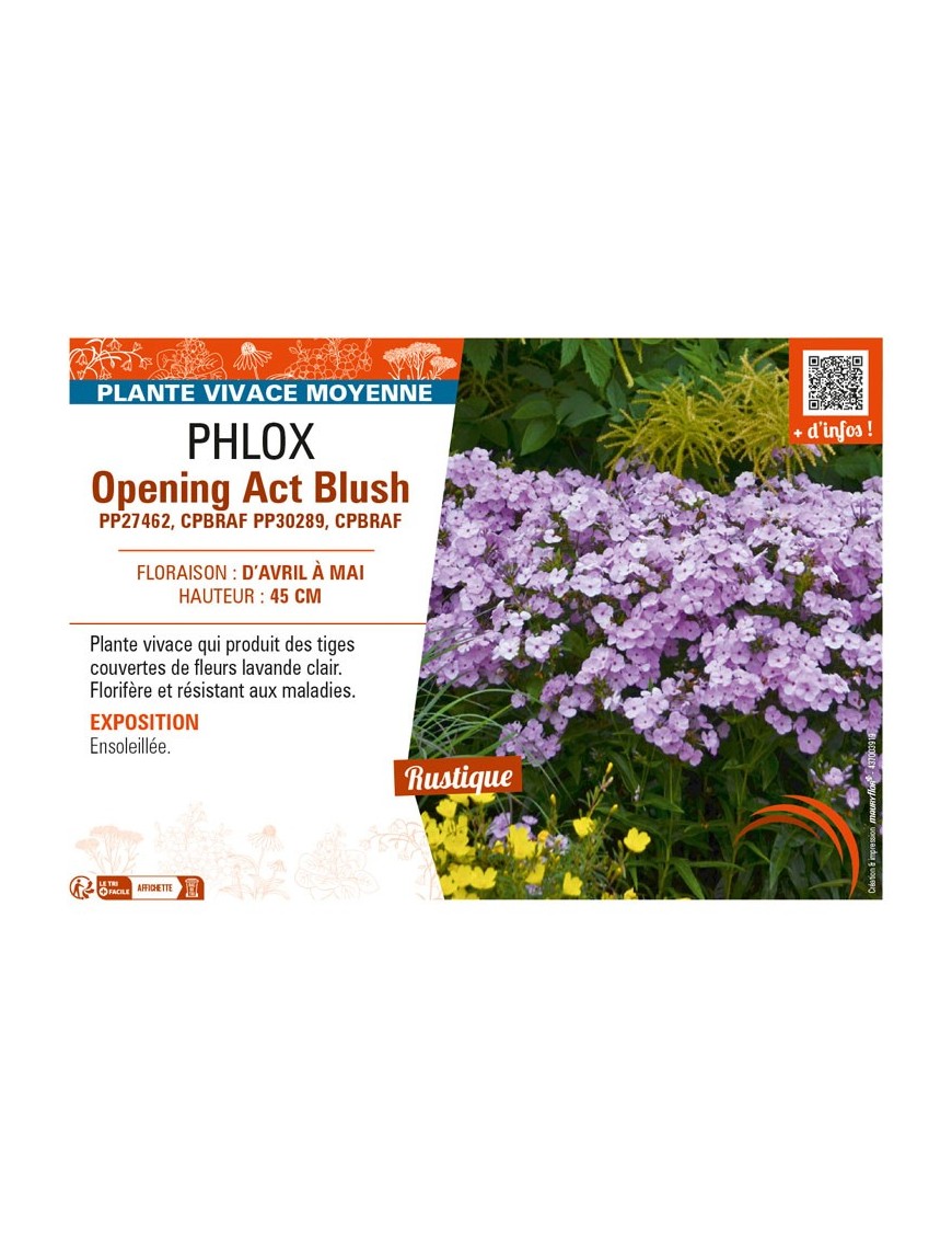 PHLOX (hybrida) Opening Act Blush