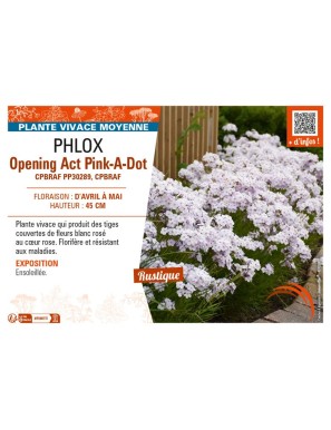 PHLOX (hybrida) Opening Act Pink-A-Dot